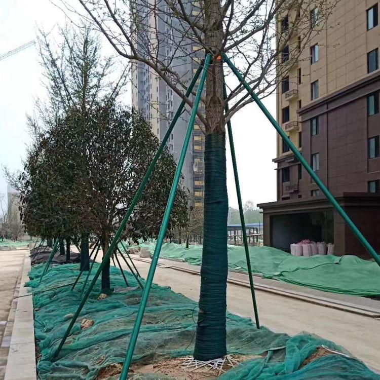 园林绿化树木支撑架防风防倒大树固定器镀锌钢管扶树杆大树架撑杆