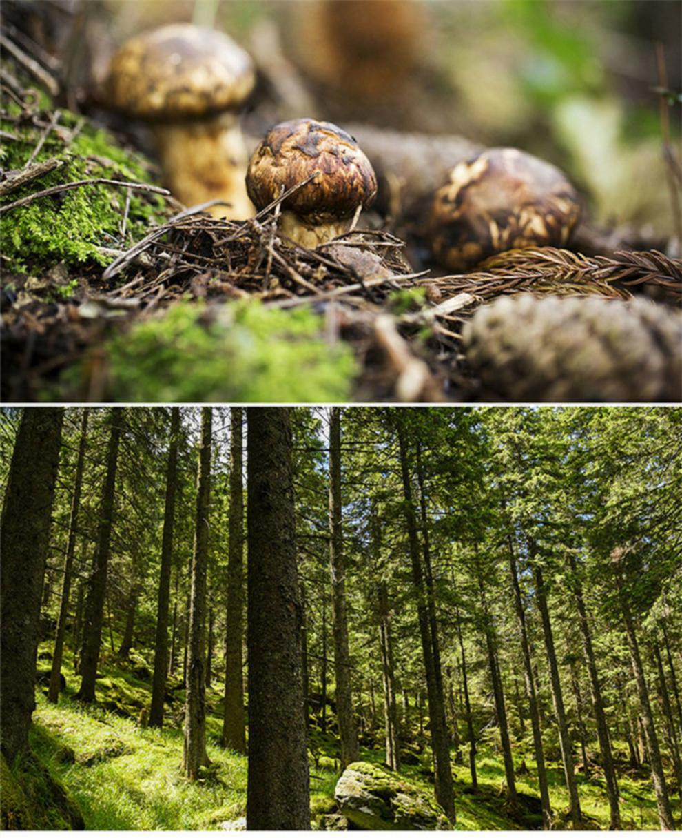 顺丰空运现货新鲜野生松茸59cm小金四川云南香格里拉西藏特产食用菌菇