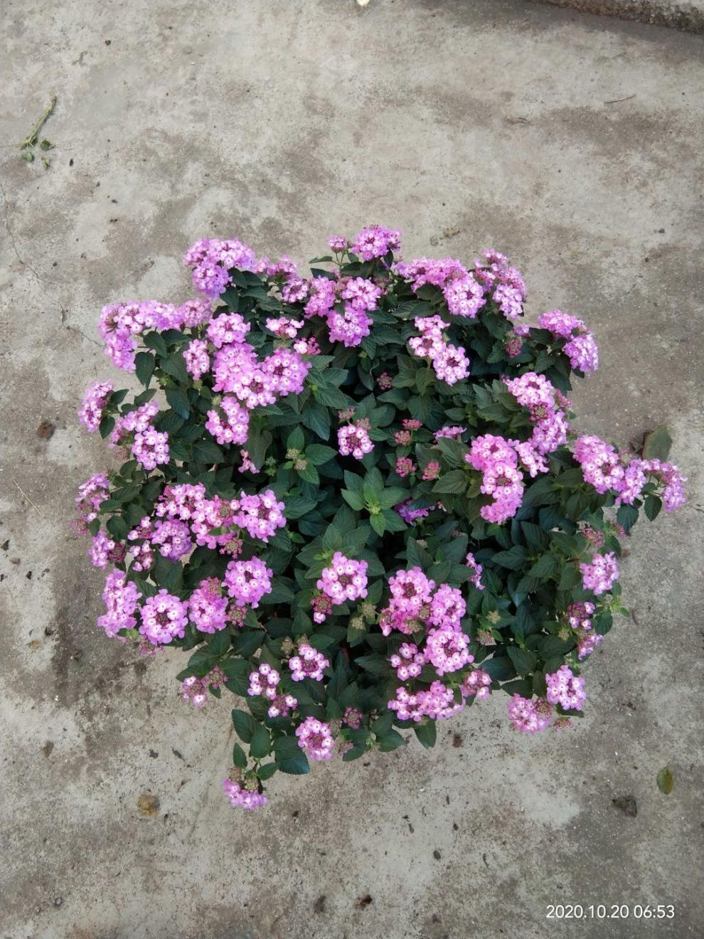 卉双五色梅马缨丹五色花变色梅盆栽庭院地栽花期长耐热耐寒花卉植物