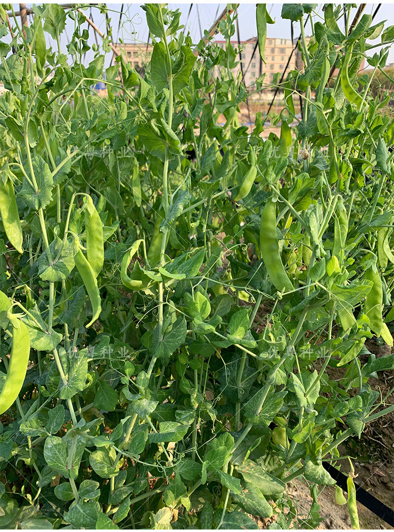 荷兰豆种植(荷兰豆种植株距与行距)