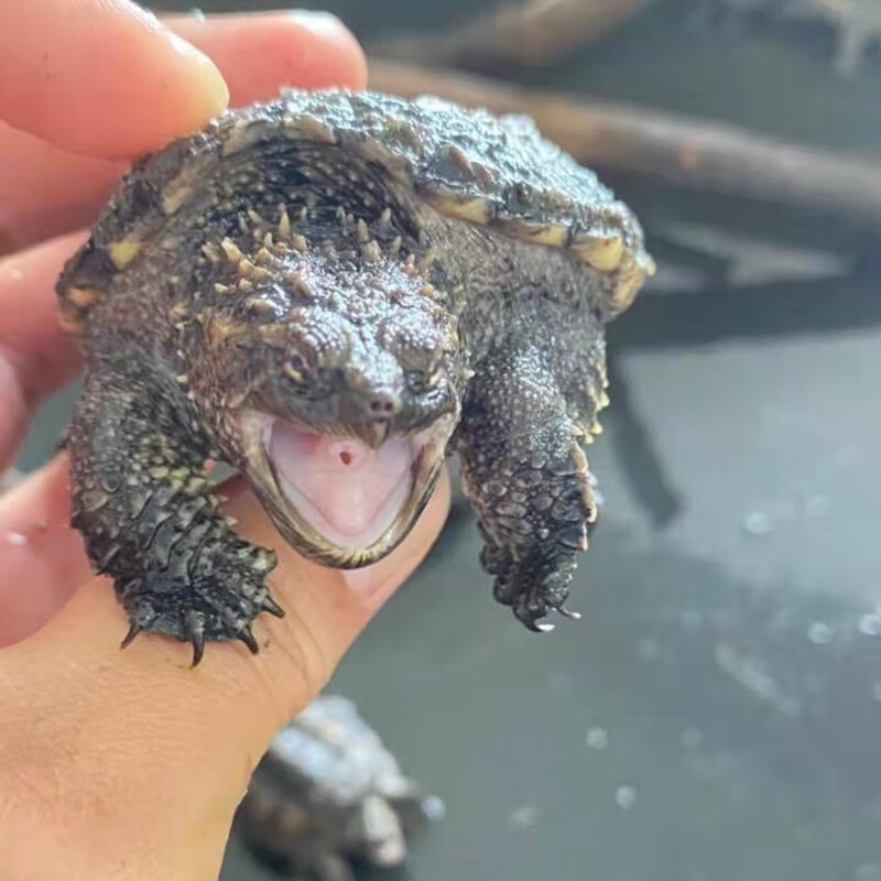 大鳄龟苗活体 真刺鳄小鳄佛鳄龟活物钓鱼龟深水观赏宠物龟暴刺北美