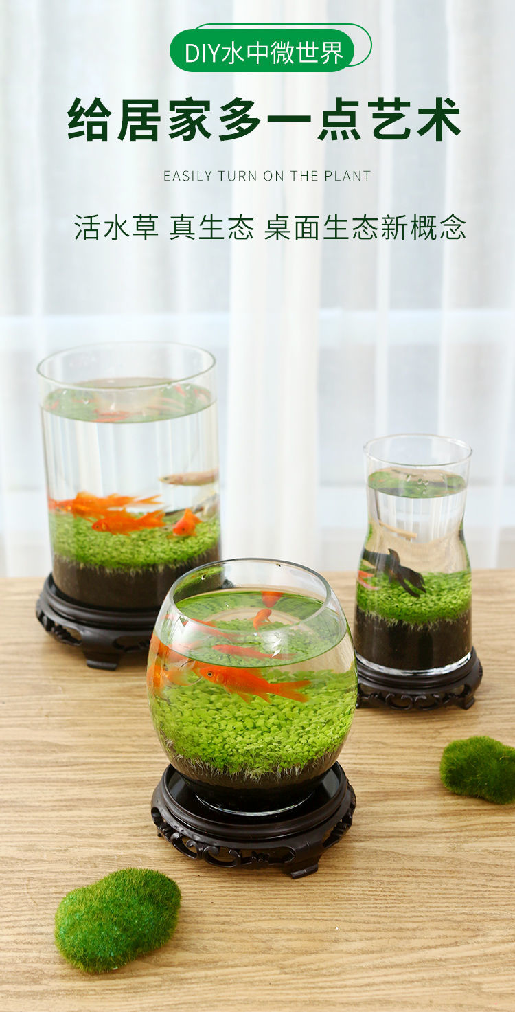 桌面创意水草鱼缸家用客厅造景缸小型摆件生态玻璃瓶真草种子鱼缸