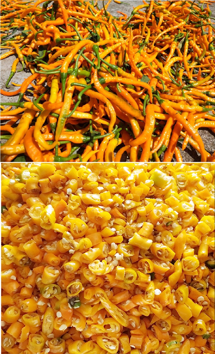 湖南衡东黄贡椒三樟黄辣酱大瓶剁辣椒湖南剁椒鱼头调料10斤饭店用