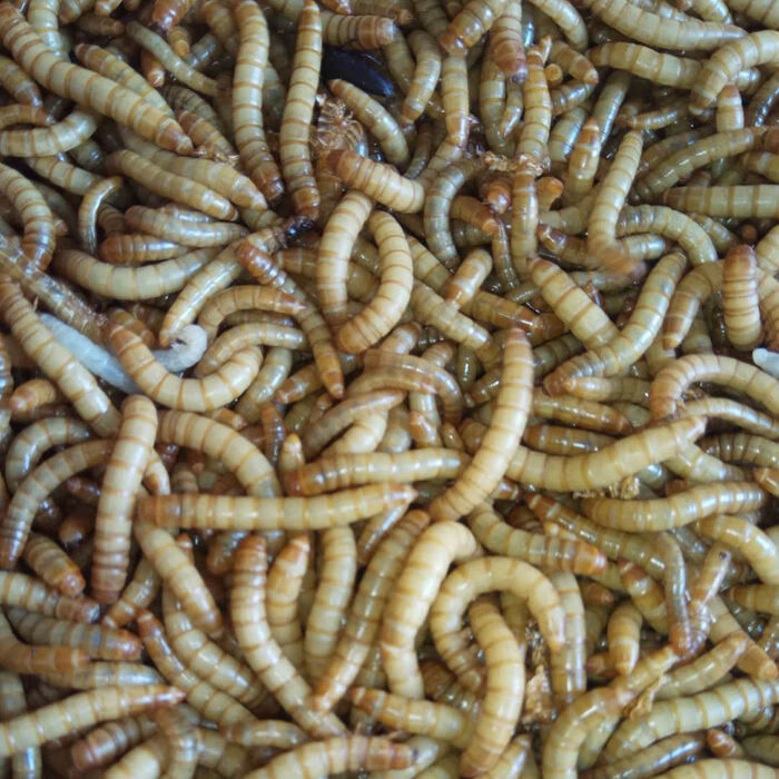 面包虫活体黄粉虫活虫鹦鹉鱼乌龟金龙鱼画眉鸟石蛙饲料100条25cm