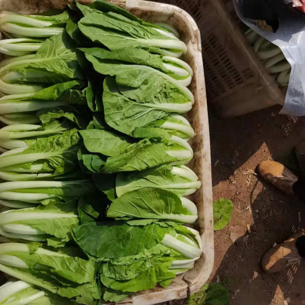 云南高原新鲜蔬菜黄心小白菜时令蔬菜绿色蔬菜现摘现发3斤5斤精选泡沫