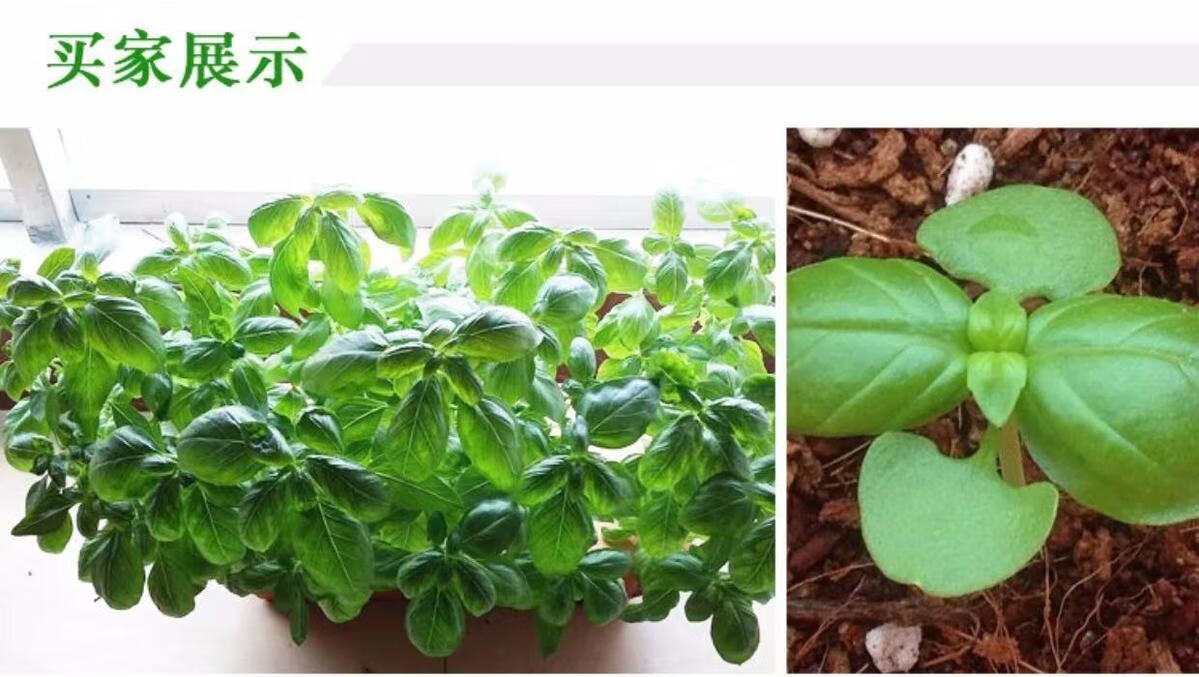 罗勒种子九层塔种食用香草籽金不换植物四季室外阳台盆栽花乡邻里罗勒