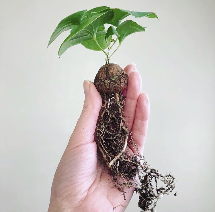 姜芮南龟甲龙块根多肉植物南山药蛋好养爬藤绿植盆栽花卉修叶46公分