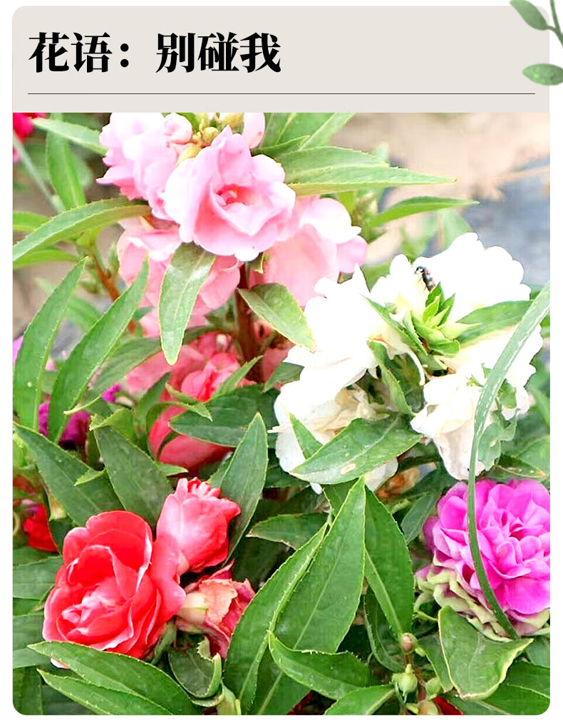 金枝恋凤仙花种籽指甲花种子急性子花种春四季阳台盆栽小桃园艺花卉种