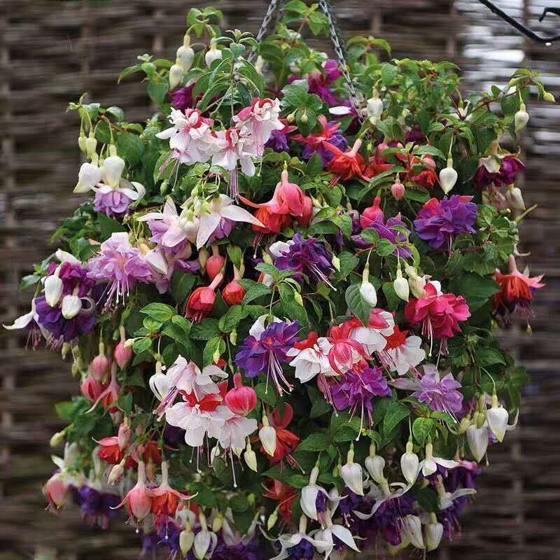 汉柠金钟花苗灯笼花盆栽花卉海棠室内外阳台吊兰净化空气四季胭脂原土