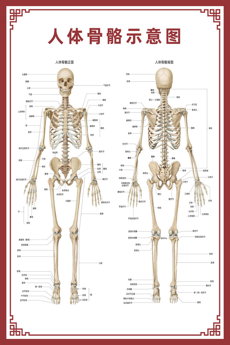 新品 人体骨骼图大挂图器官示意图内脏结构图穴位图人体肌肉解剖图