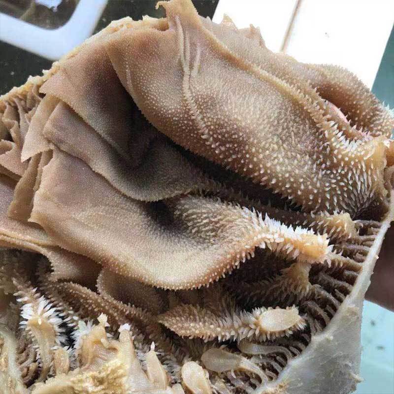 新鲜水发整块黑毛肚带底牛百叶火锅食材整块黑个子整个牛肚千层肚黑