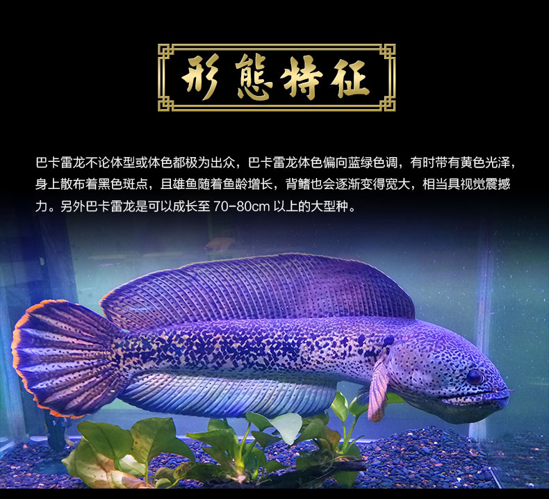 巴卡雷龍魚活體活魚雷龍蛇頭魚鱧魚巴卡黃金雷龍兇猛肉食寵物魚熱帶淡