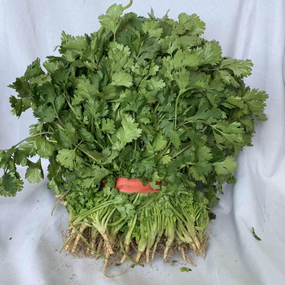 源外园香菜新鲜蔬菜芫荽农家矮脚土香菜霜冻香菜红根香菜团建礼生鲜