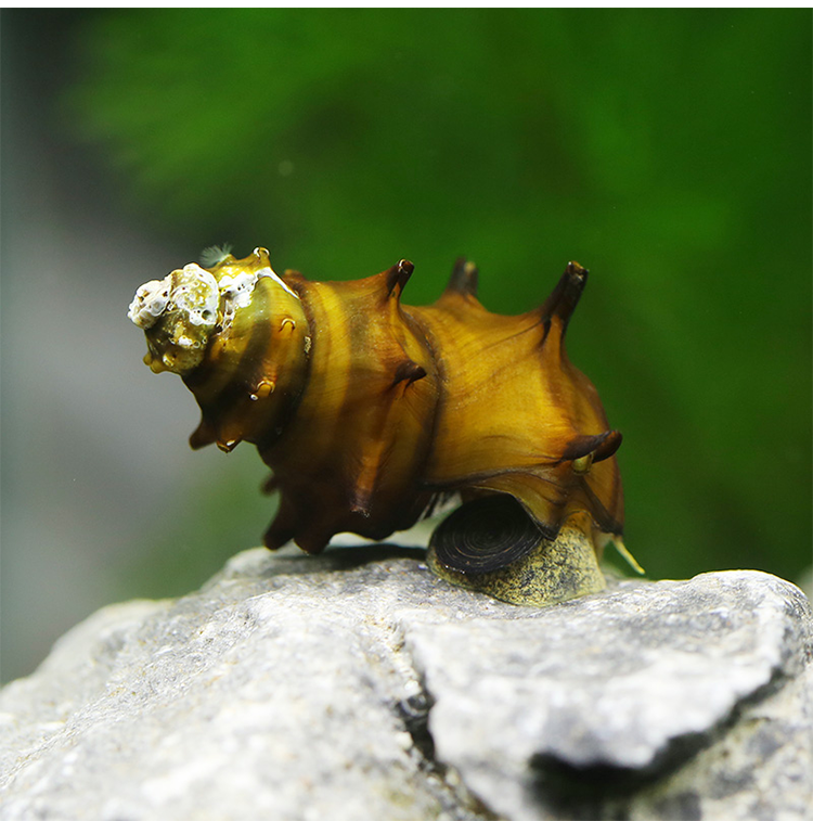 鱼缸螺的种类图片