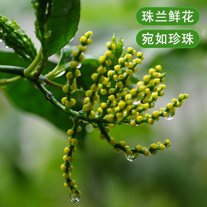 徽小生珠兰花茶2021新茶春茶浓香型绿茶安徽歙县朱兰茶叶散装袋装珠兰