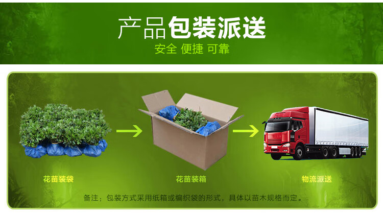 红叶石楠苗的价格是多少