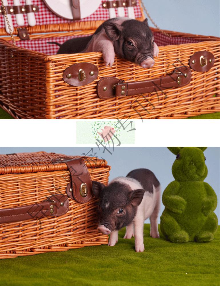 小型可爱网红泰国小香猪迷你幼体长不大活体宠物猪好养幼崽活物猪