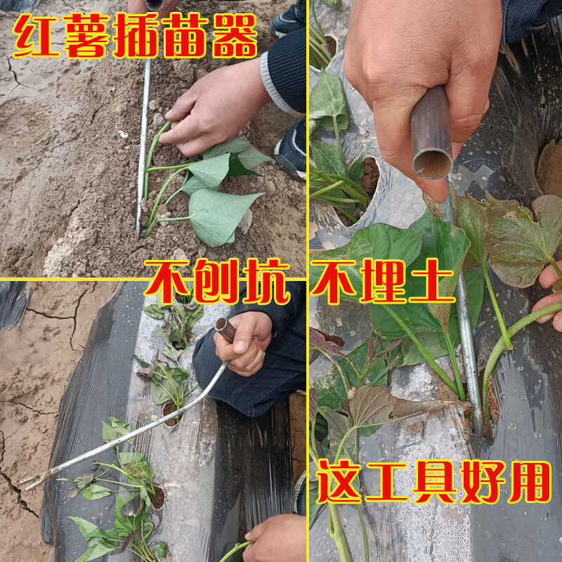 紅薯栽苗器地瓜插苗器蔬菜種植工具叉子平栽工具蔥苗栽苗器 二把載苗