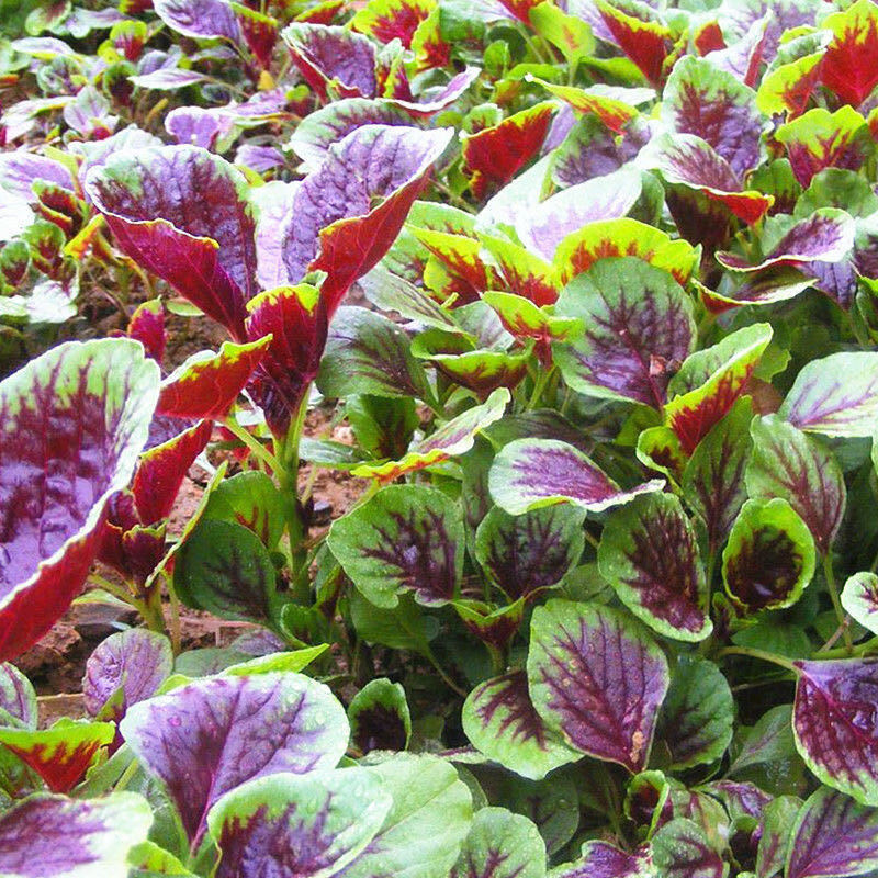 苋菜蔬菜农家自种红米苋菜白苋菜红苋菜红旱菜红汉菜现摘现发 红苋菜2