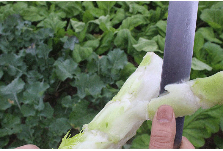 青菜棒菜棒棒青芥菜腦殼菜鹹菜火鍋食材新鮮當季蔬菜批發新鮮棒菜3斤