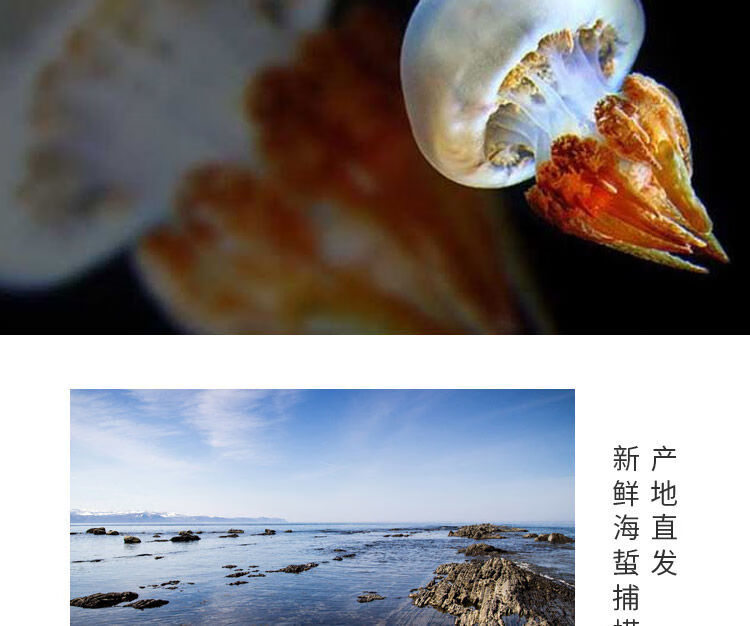 新鲜野生海蜇丝干货2斤装海蜇头海蜇皮即食凉拌菜桶装