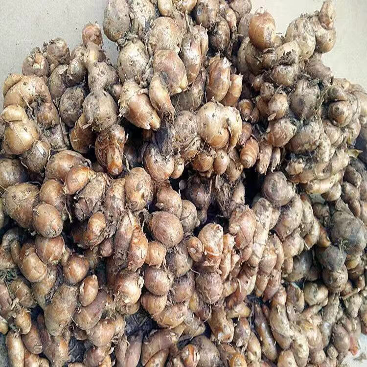 沙姜山奈新鲜沙姜粉干货香料火锅料大料散装家用炖肉卤料50g500g沙姜