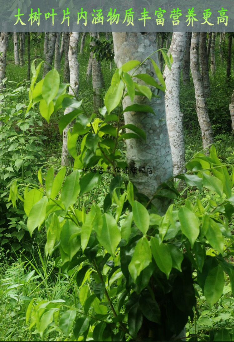 奇楠沉香茶海南特產南和沉香茶養生茶白木香葉晚安茶樹葉用茶葉非奇楠