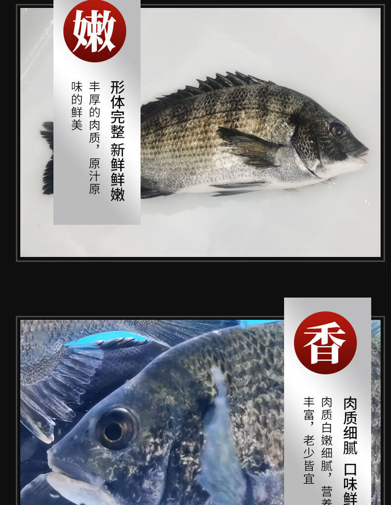 新鲜黑鲷鱼黑立鱼深海速冻冰鲜黑翅鱼月子鱼黄翅鱼海鲫鱼冷链 黑鲷鱼