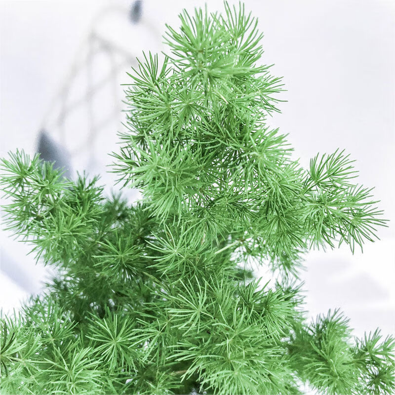 蓬萊松盆栽常青淨化空氣生肖猴室內綠植造型盆景客廳吸甲醛旺 初石 原