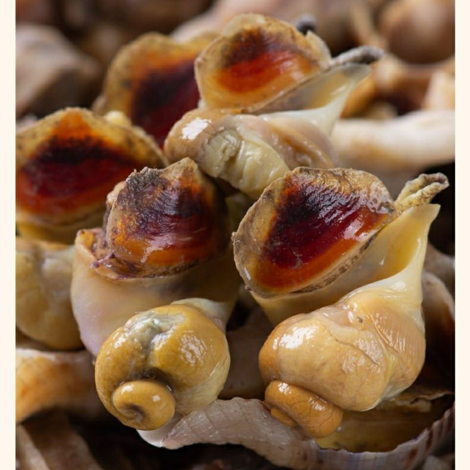 福茹洲 小海螺鲜活香波螺新鲜 特产鲜活海鲜 海螺丝海瓜辣螺 三斤装