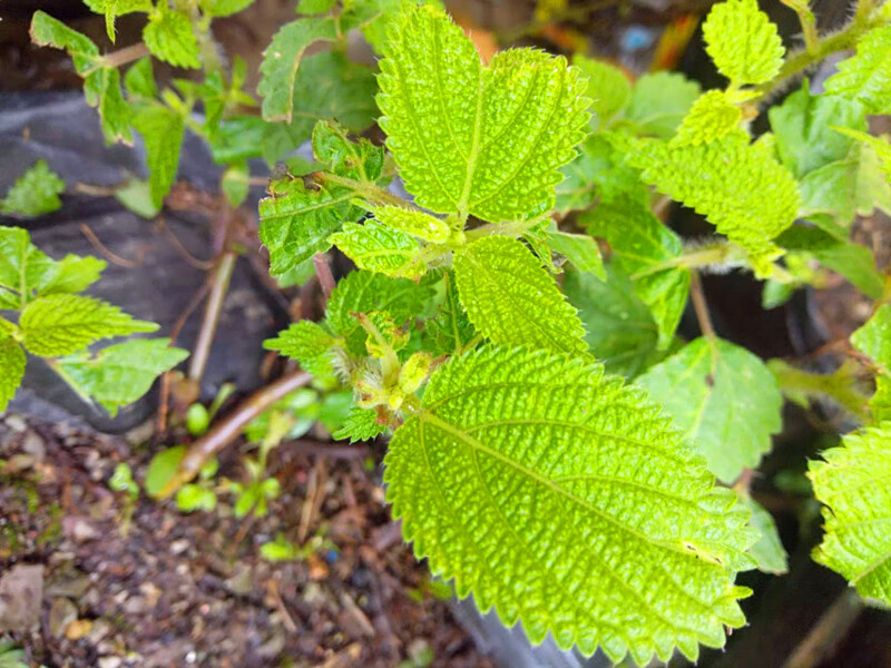 贵州农产品草药红活麻根中药材红禾麻红火麻小红麻纯根干货500克