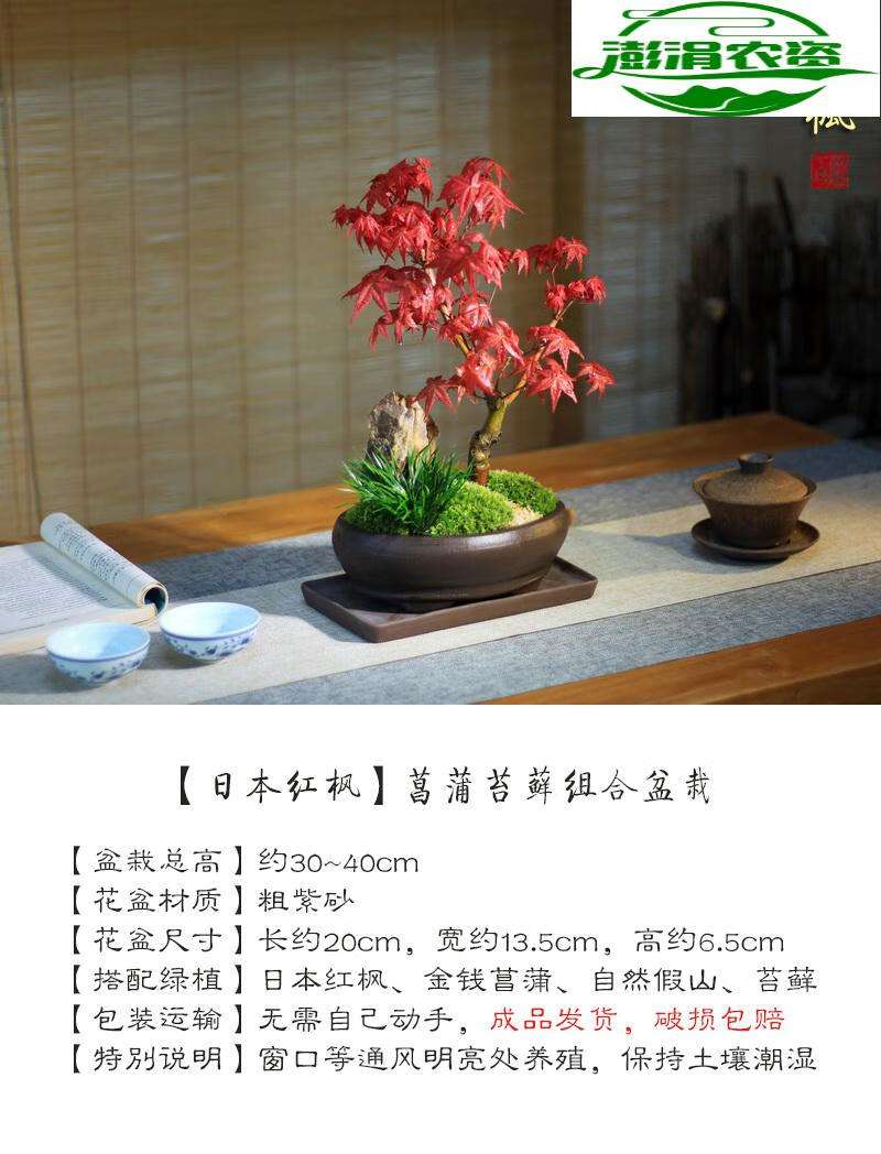 鱼七秒 长紫砂盆红枫盆景 长紫砂托盘 带红叶发货 带盆栽好【图片