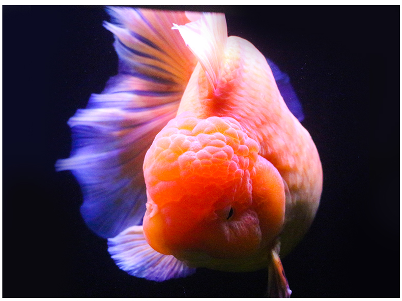 百褶裙精品泰狮1金鱼活体观赏鱼原泰冷水新手活鱼渔场78红黑百褶苗