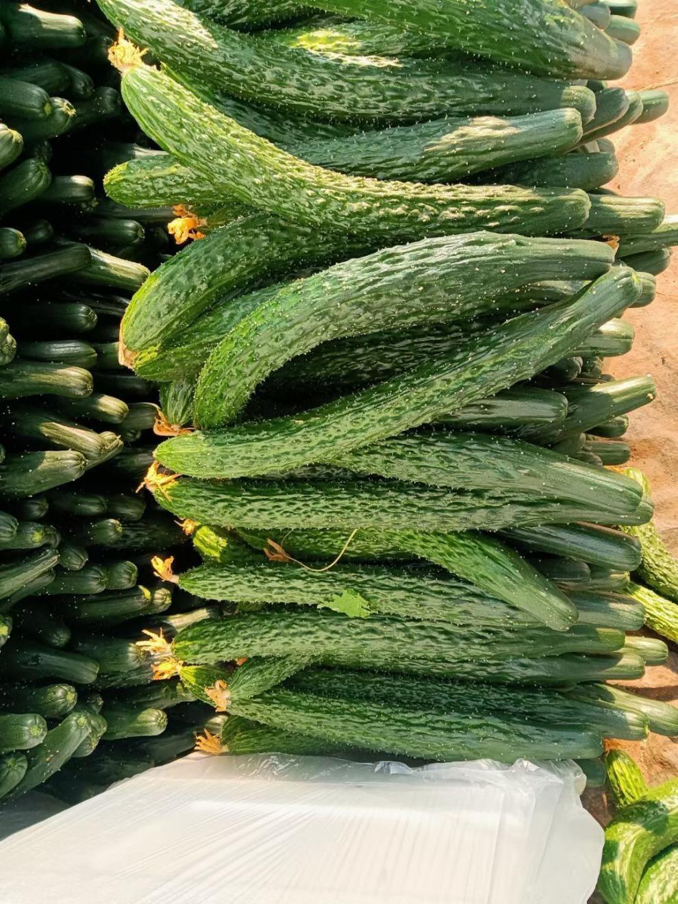 云南农家新鲜现采摘菜黄瓜天然应季蔬菜黄瓜脆嫩刺绿