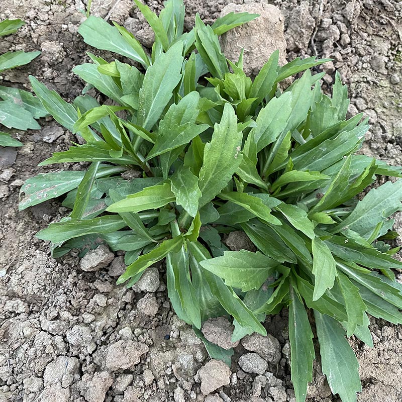 马兰头种苗根四季多年生鸡儿肠田边菊野菜种子籽好吃蔬菜种苗 马兰头