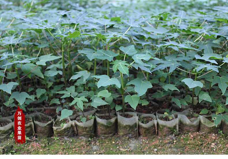 水果木瓜苗矮化大青红肉红心木瓜树苗四季结果盆栽庭院种植红心木瓜