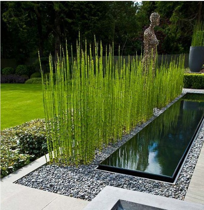 木贼盆栽树苗常绿水陆两生植物四季常绿笔管草笔杆草水池观赏造景花镜