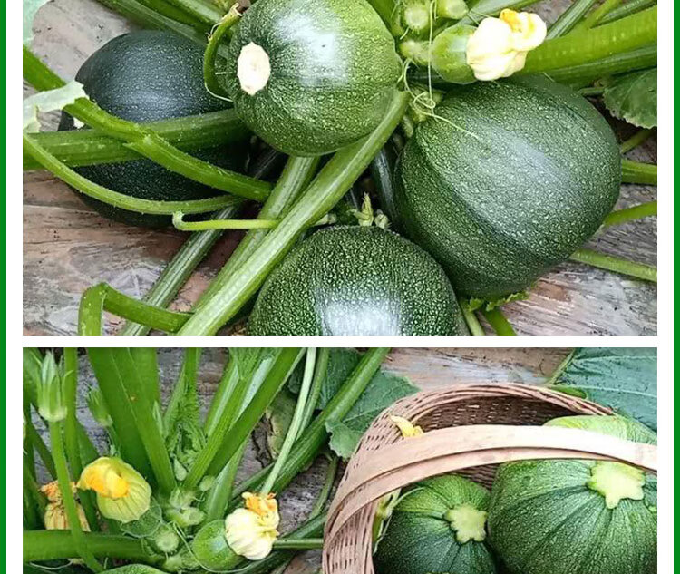 嫩南瓜种籽早熟小青瓜节节瓜短蔓无藤瓜青皮一串铃南瓜蔬菜种孑子