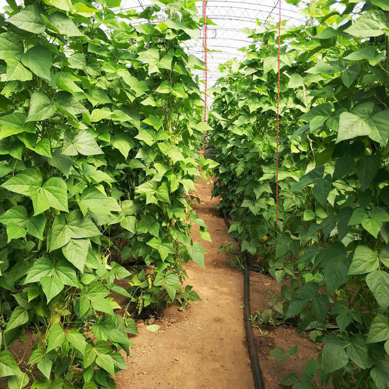 东北油豆角农家新鲜蔬菜特产九月青开锅烂现摘自种新鲜精选油豆角2斤