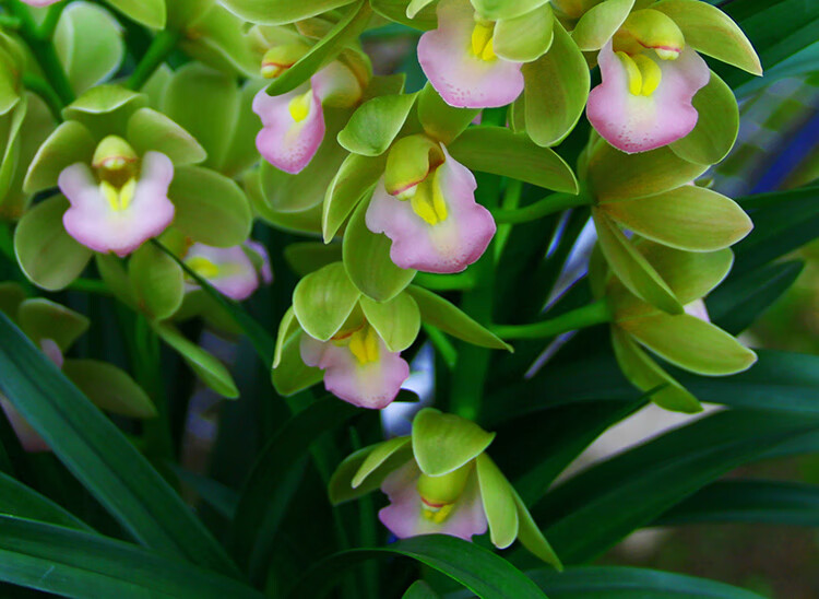 蘭花苗香蘭建蘭盆栽室內四季好養花卉綠植蘭草植物燙臺香蘭4苗關注肥