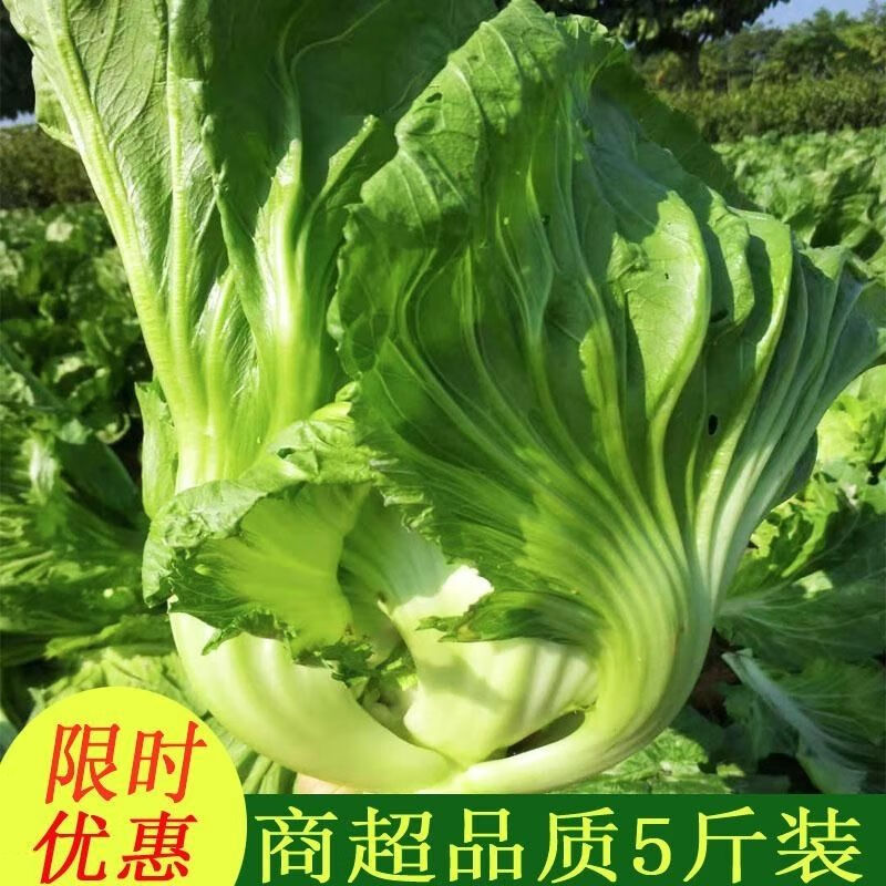 广西青菜品种图片