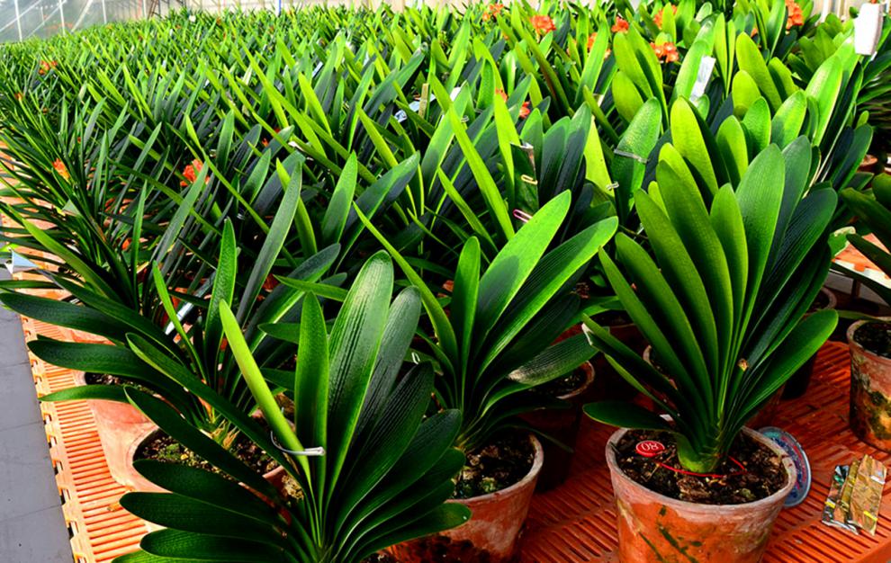 长春君子兰精品小苗立板战神坑纹钢板室内绿植盆栽 立板战神1年苗