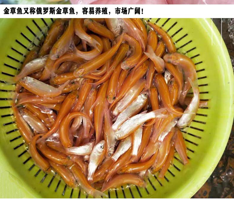 榮鬱 金絲草魚苗淡水養殖活體小魚苗缸冷水觀賞魚食餌料俄羅斯金草