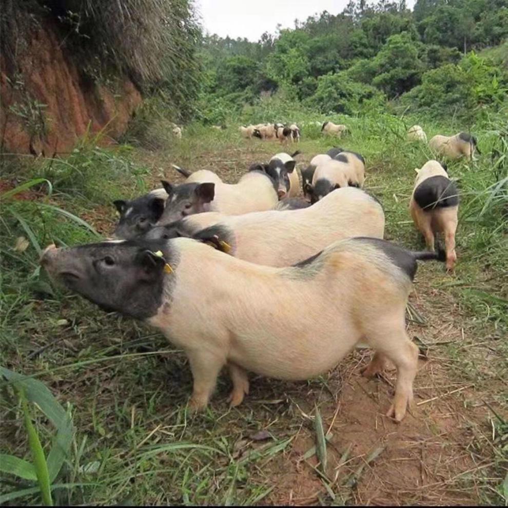 豬蹄豬腳豬爪生豬蹄子前蹄豬腳農家散養土豬冷凍豬蹄