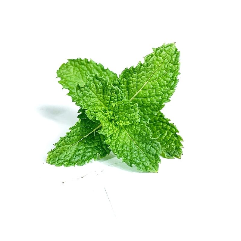 新鲜薄荷叶500g食用留兰香薄荷叶调酒烘培装饰西餐厅调味 3斤装新鲜