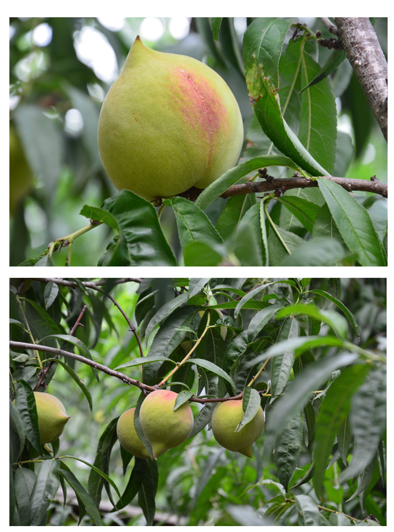 【顺丰直达】云南蒙自鹰嘴桃新鲜9斤 现摘开远脆甜水蜜桃大果农产品