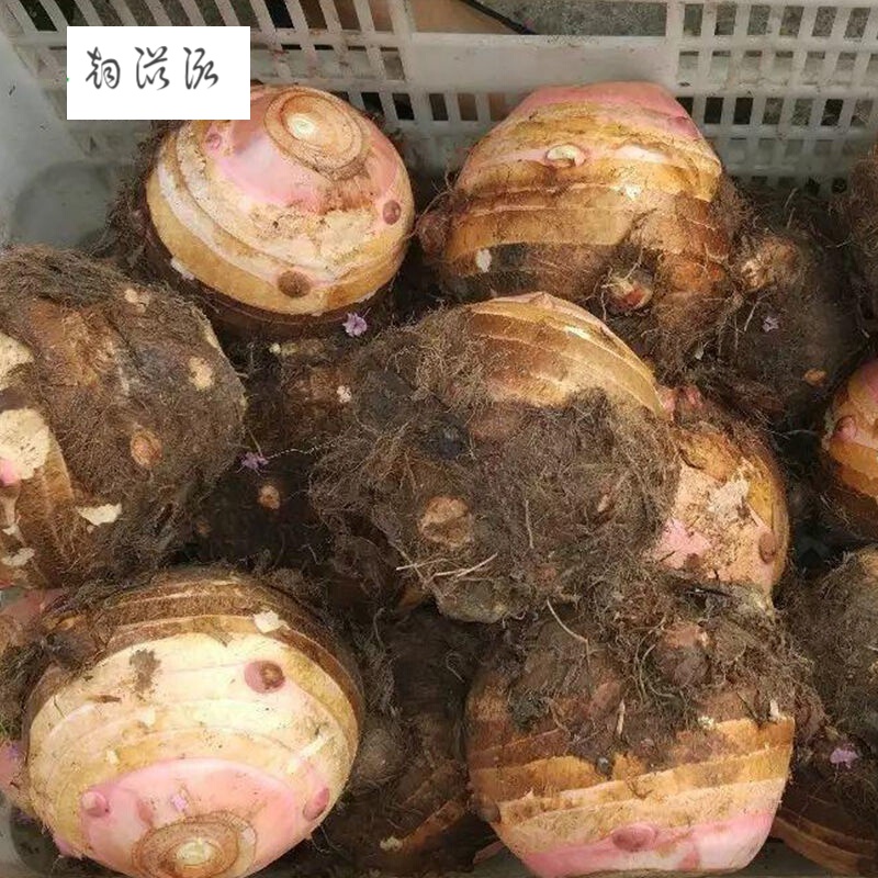 兴化垛田龙香芋现挖大芋头新鲜软糯香芋艿农家自种舌尖上的中国龙香芋