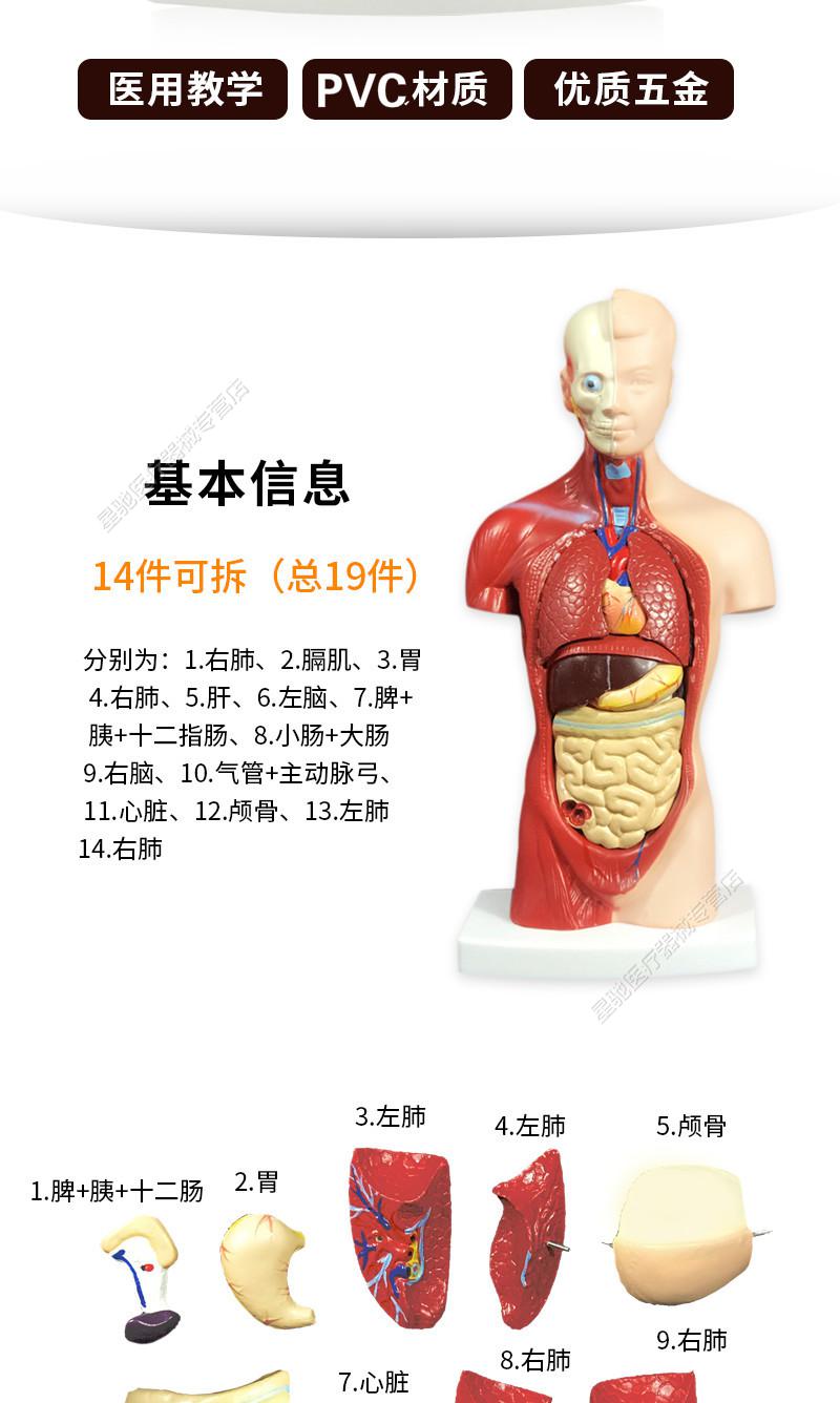 品牌优选人体解剖模型儿童玩具器官结构内脏大脑心脏躯干模特教学拆卸