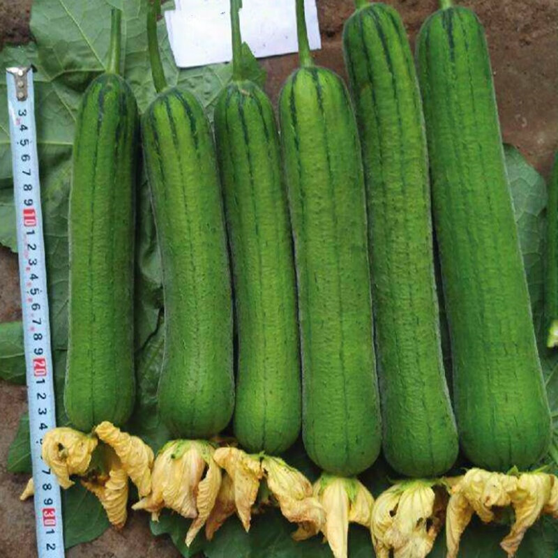速生翡翠丝瓜种子线丝瓜种籽香丝瓜籽短丝瓜四季蔬菜种子高产 速生