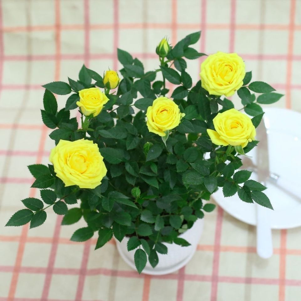 迷你玫瑰花苗盆栽带花苞好养花卉植物四季开花不断微型小月季玫瑰复色